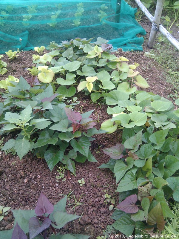 20100215Farm Visit16.jpg